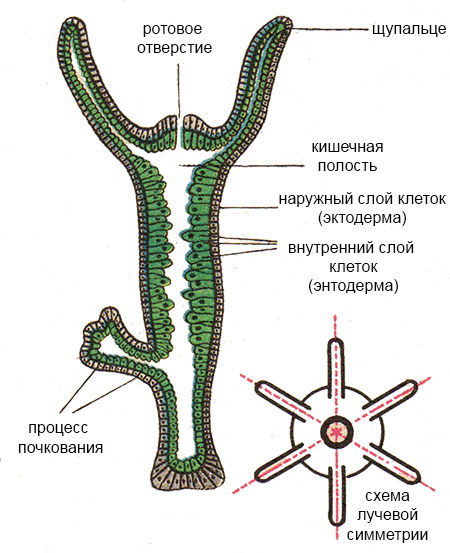 Актуальная ссылка на кракен kraken